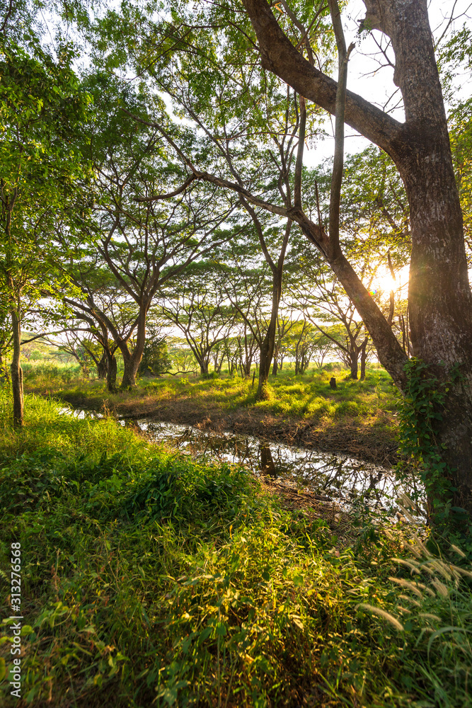 green forest and sun light. pond in the forest. natural background.