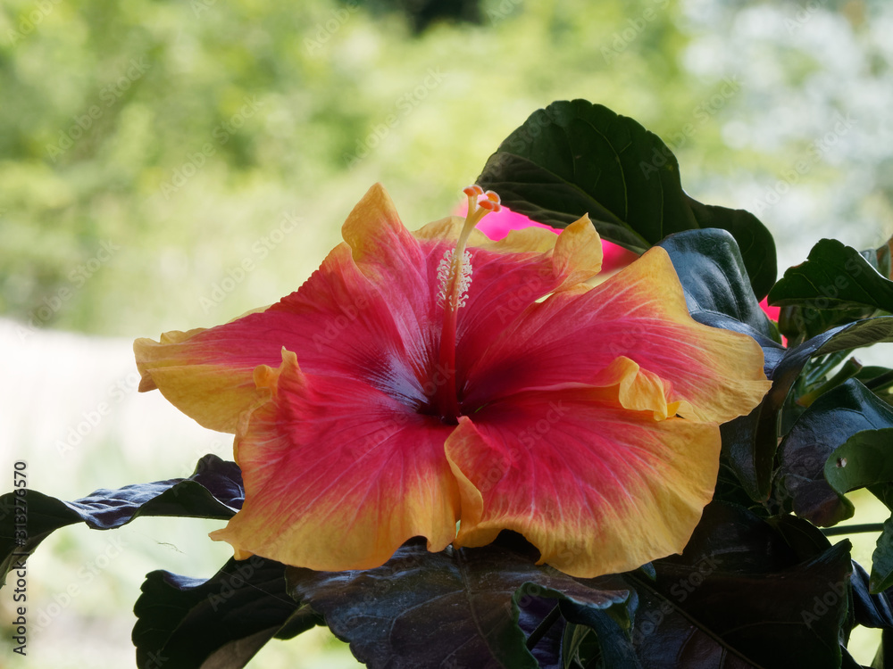Hibiscus A Grande Fleur