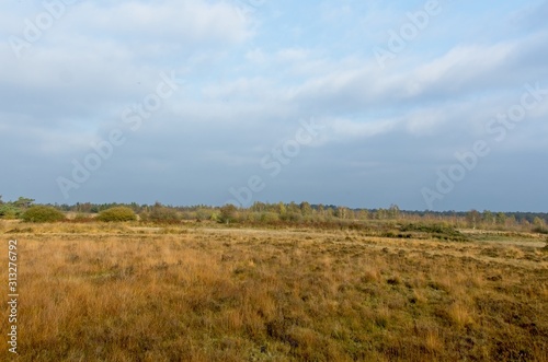 dutch landscape