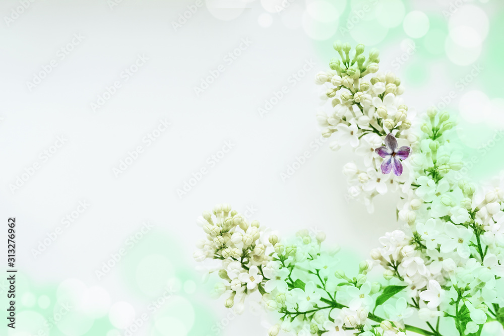 A branch of white lilac on a light background, with one lilac five-leafed. A branch of white lilac on a light background, with one lilac five-leafed.
