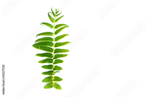 Green Fern leaf is Tropical leaves isolated white background