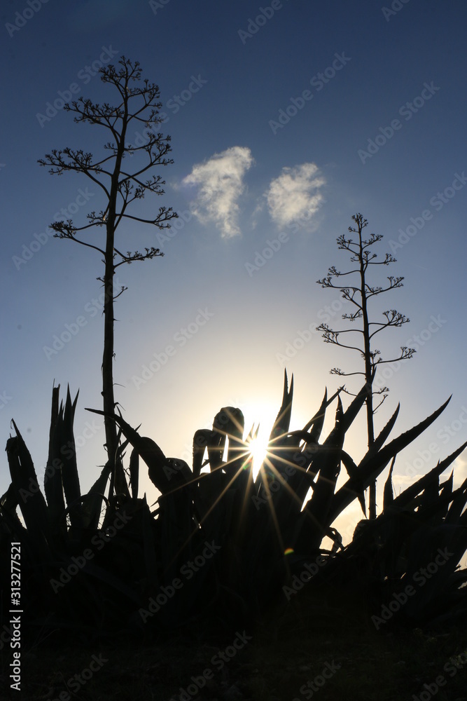 Aloe vera plant with sunset