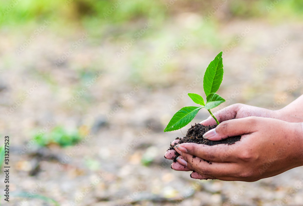 hand holding little tree in soil. agriculture and save the world concept hand holding little tree in soil. agriculture and save the world concept