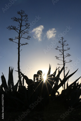 Obraz na płótnie Aloe vera plant with sunset w salonie