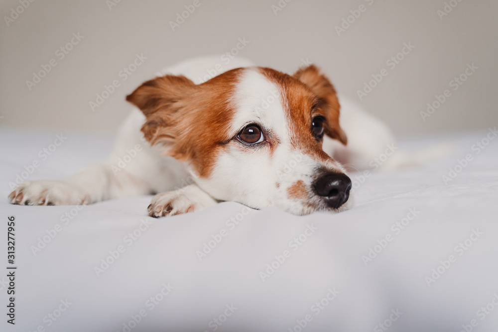 Fototapeta cute jack russell dog lying on bed
