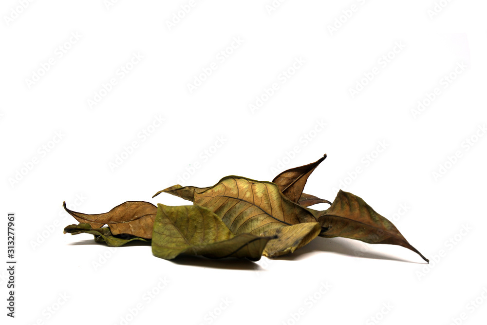 Fototapeta premium Dry leaf isolated white background 
