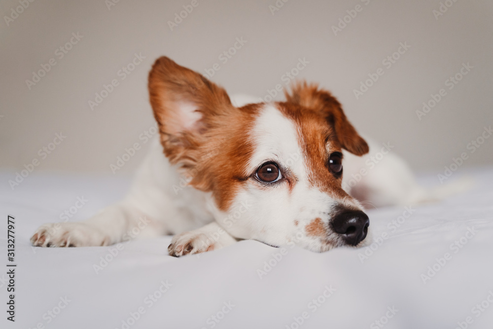 Fototapeta cute jack russell dog lying on bed listening with funny ear