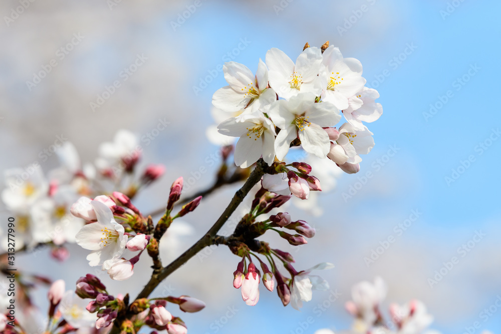 Close up of a branch with white cherry tree flowers in full bloom with blurred background in a garden in a sunny spring day, beautiful Japanese cherry blossoms floral background, sakura Close up of a branch with white cherry tree flowers in full bloom with blurred background in a garden in a sunny spring day, beautiful Japanese cherry blossoms floral background, sakura