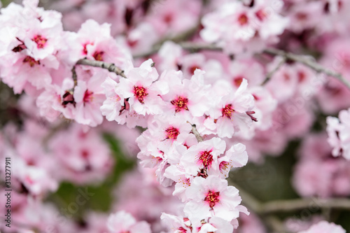 Close of many delicate pink flowers on branches of  Prunus cerasifera Nigra decorative tree in a garden in a sunny spring day, beautiful outdoor floral background, sakura