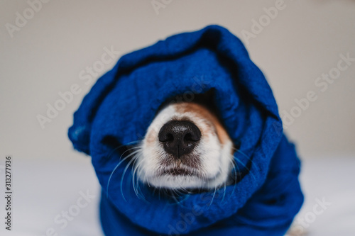 portrait of cute jack russell wrapped into a blue handkerchief © Eva