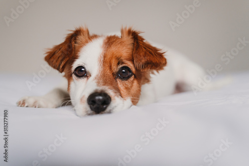 cute jack russell dog lying on bed