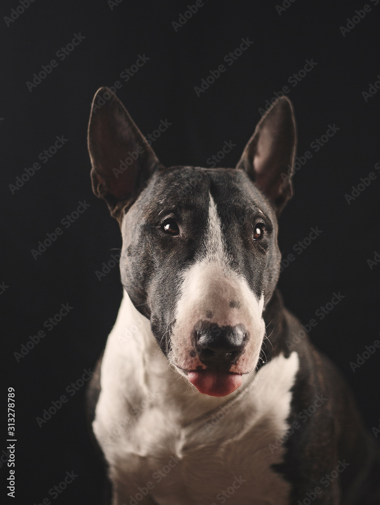 bull terrier portrait on a black background