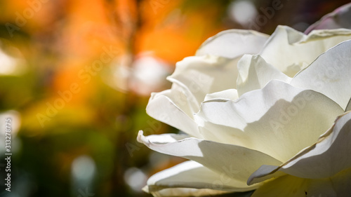 White heirloom rose on the right side with bright orange and green blurry background