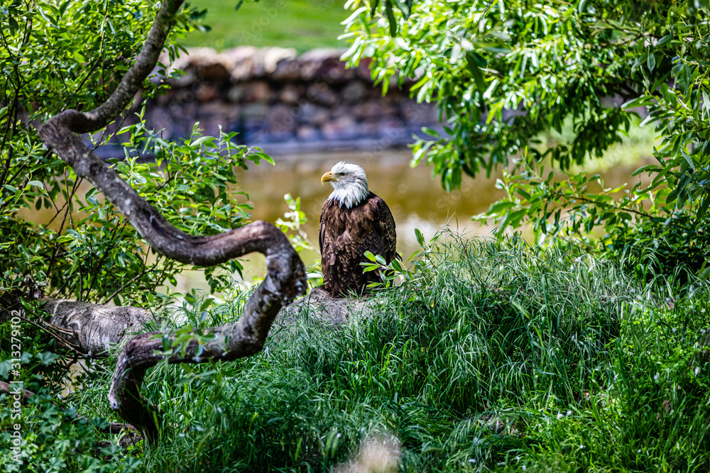 Bald eagle sits with his head turned in profile with a bent branch next to him and water behind