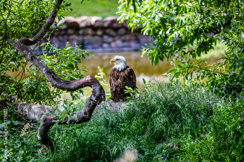 Bald eagle sits with his head turned in profile with a bent branch next to him and water behind