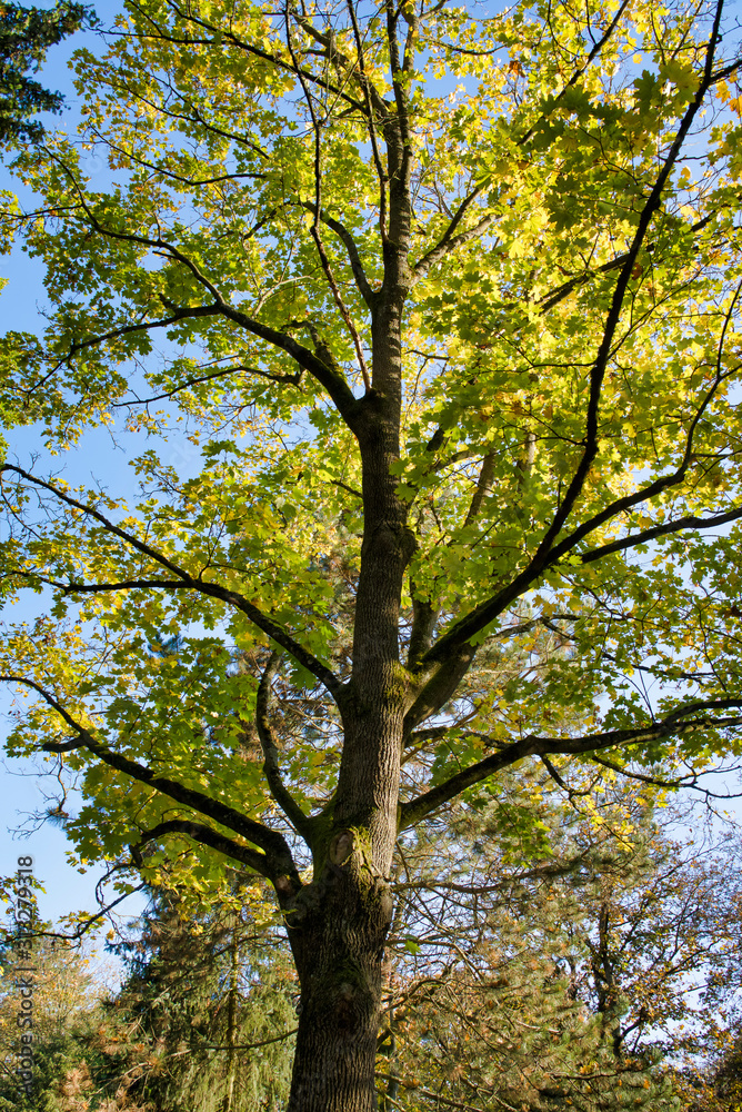 Baum Baum