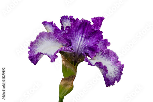 Purple and white veined bearded iris isolated on a white background