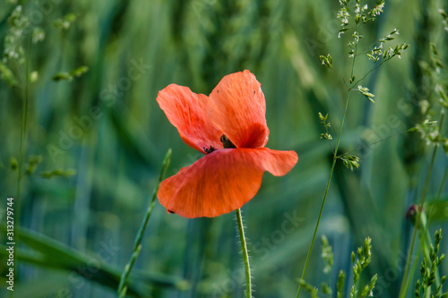 Mohnblume im Weizenfeld