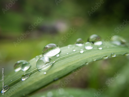 Macro of some raindrops / water drops on a green grass leaf