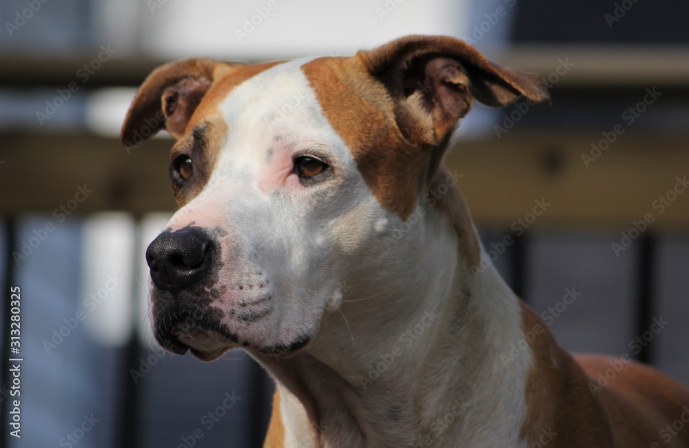 portrait of a pitbull dog portrait of a pitbull dog