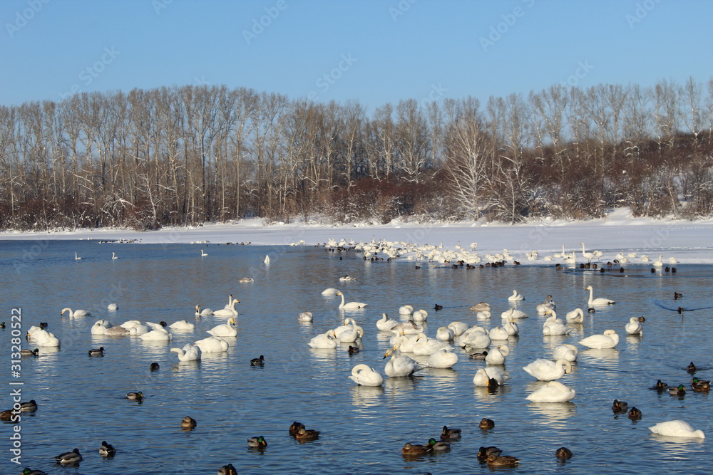 In winter, beautiful swans and ducks swim on the ice-free lake.