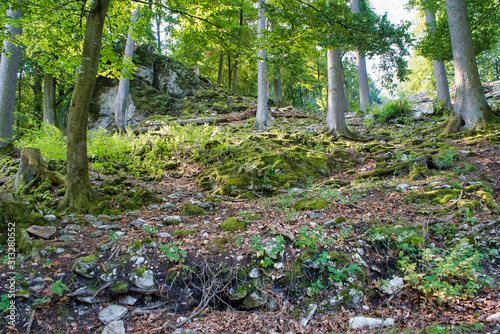 Im Wald