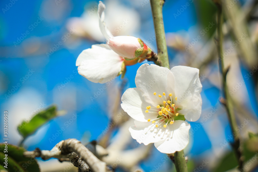 A beautiful natural flower