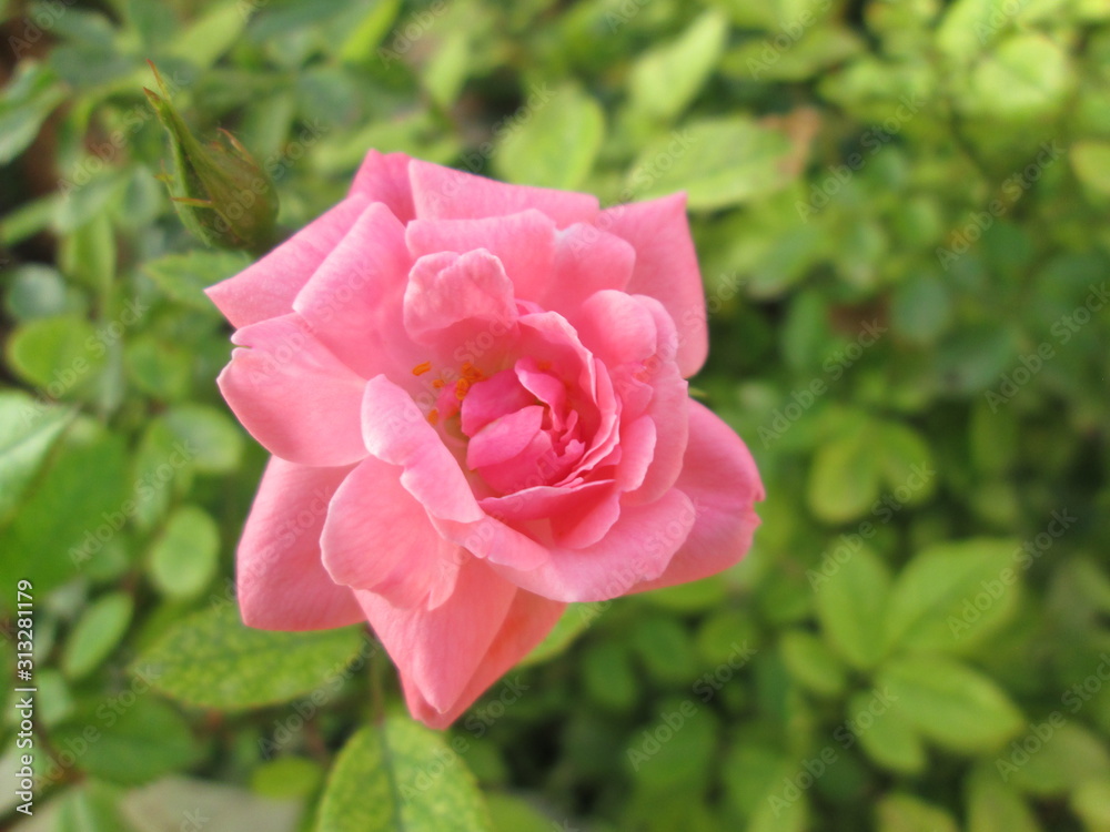 A beautiful natural flower