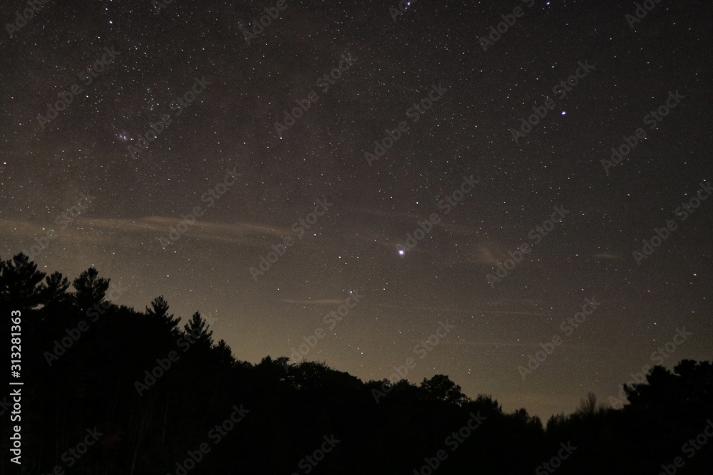 A forest night sky