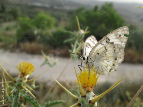 Beautiful butterfly in nature
