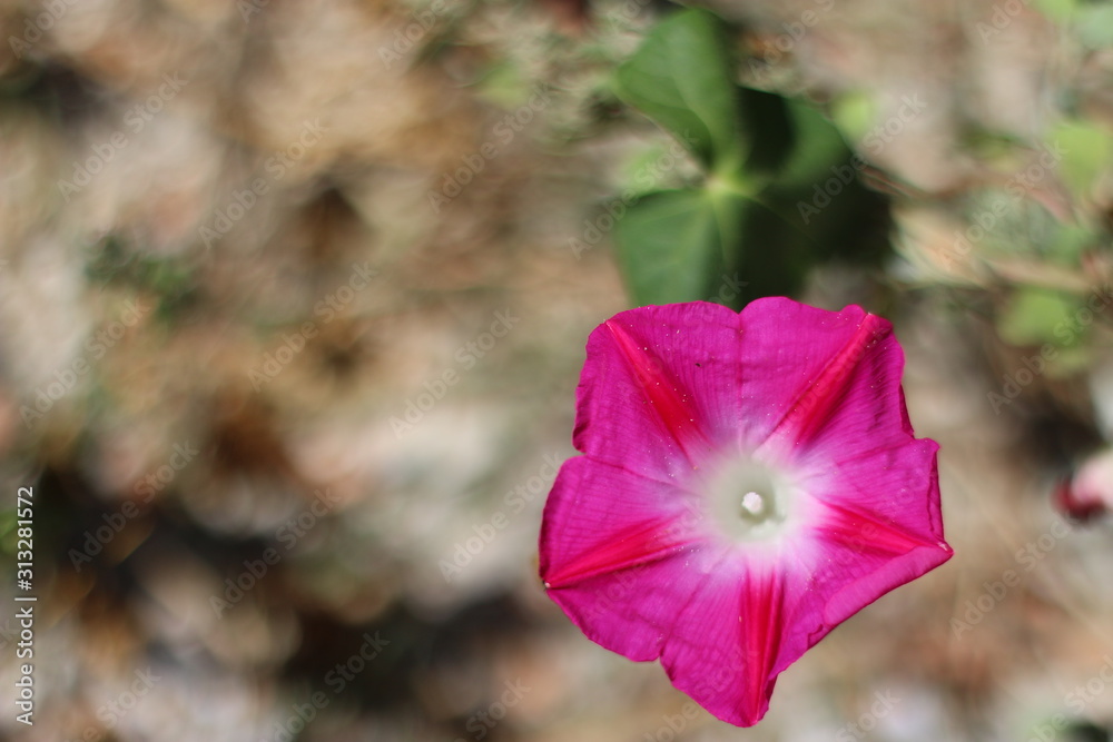A beautiful natural flower