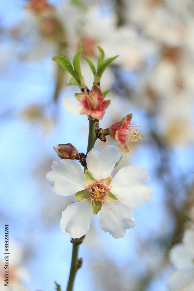 A beautiful natural flower