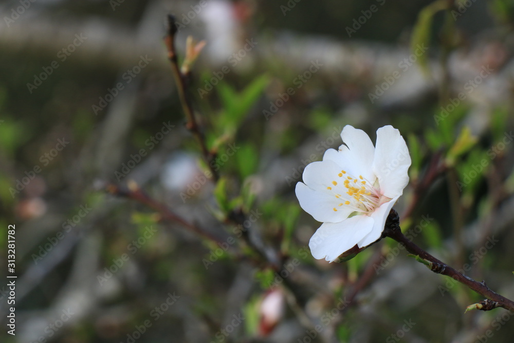 A beautiful natural flower