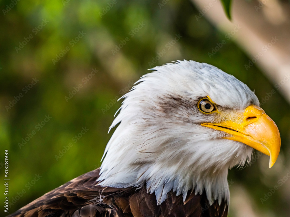 Obraz premium haliaeetus leucocephalus
