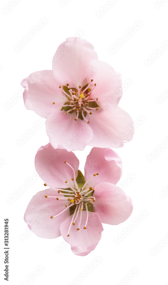 sakura flower isolated