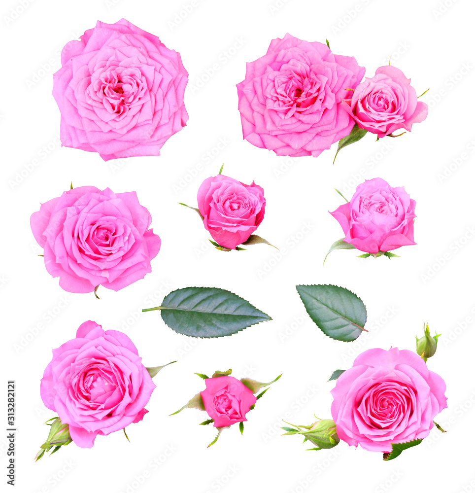 Pink roses with buds and leaf isolated on a white background, floral set. Pink roses with buds and leaf isolated on a white background, floral set.