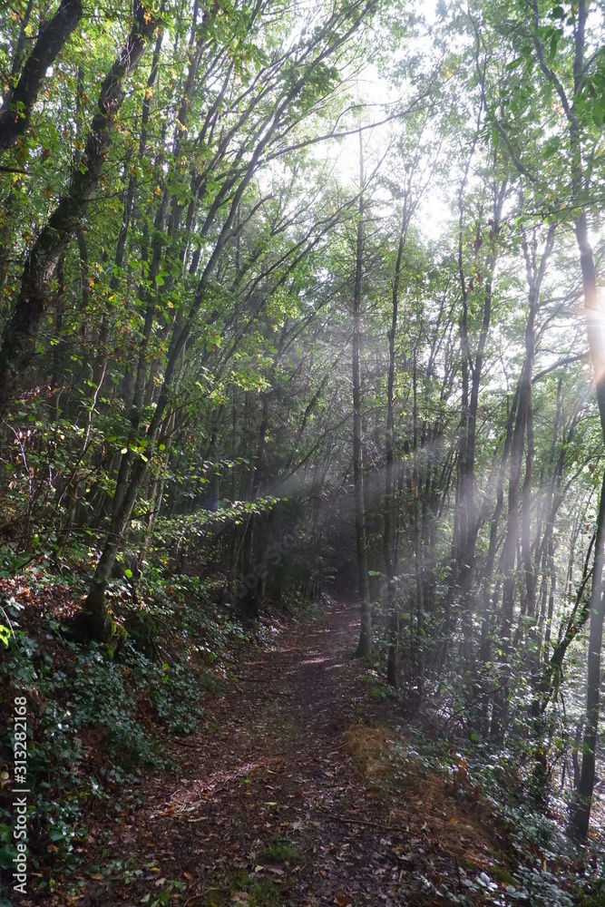 Obraz premium Foret lumière