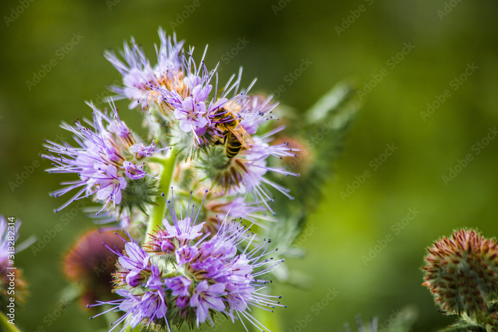 Close-up of a wasp searching for nectar on a purple blossom of a beautiful flower Close-up of a wasp searching for nectar on a purple blossom of a beautiful flower