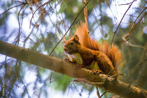 Red-brown squirrel climbing a tree trunk in the forest
