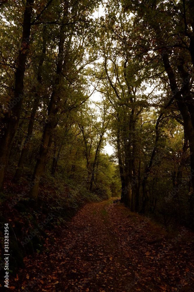 Fototapeta premium Campagne