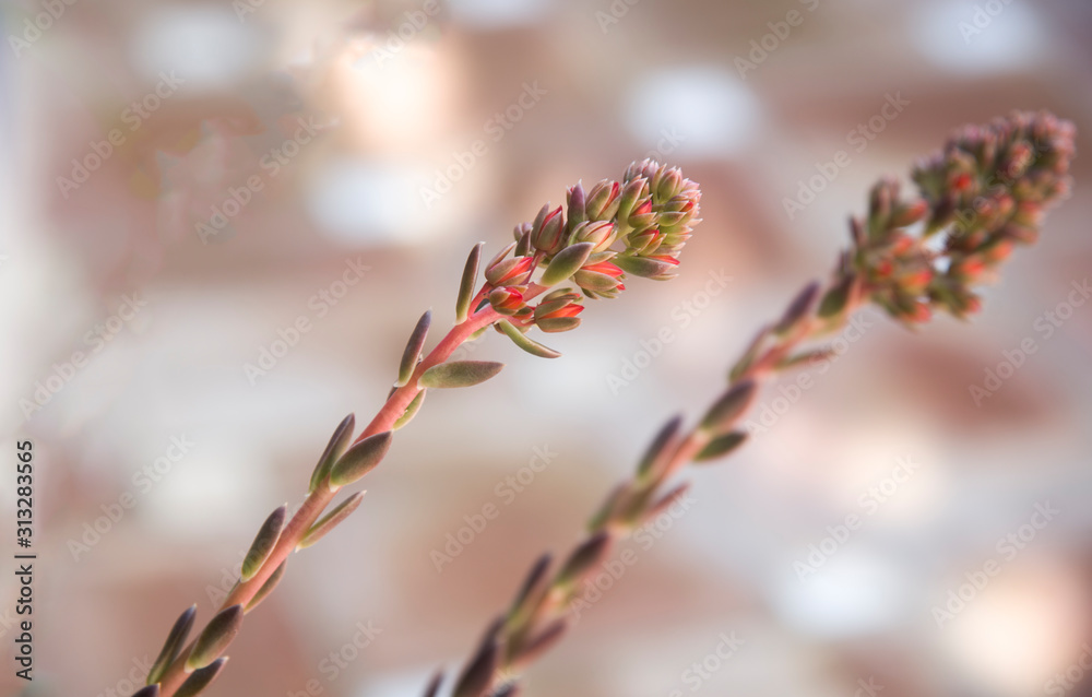 delicate succulent flowers on abstracta bokeh background delicate succulent flowers on abstracta bokeh background