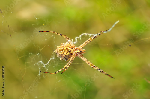Beautiful spider on a spider web- Stock Image   © blackdiamond67