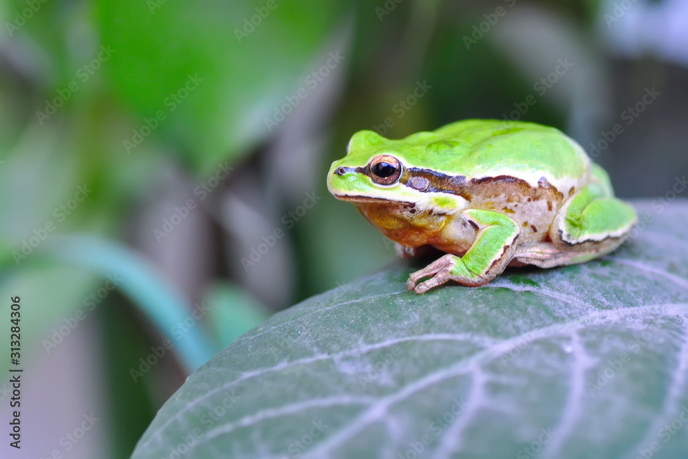 Europaean tree frog Hyla arborea from water onto dry reed-mace leaf in natural background Europaean tree frog Hyla arborea from water onto dry reed-mace leaf in natural background