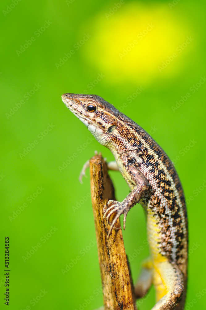 Obraz premium Beautiful lizard - Stock Image