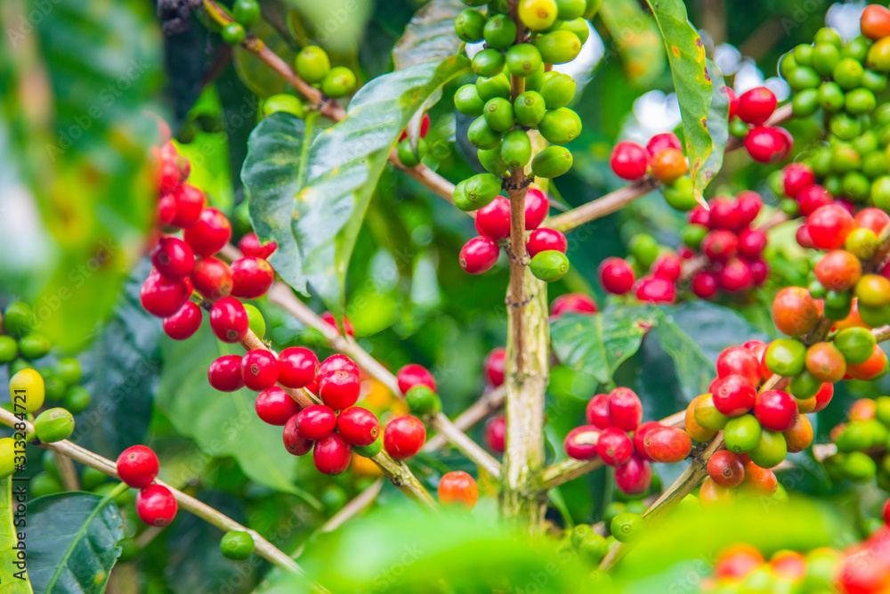 Coffee beans ripening on tree in Costa Rica. Coffee beans ripening on tree in Costa Rica.