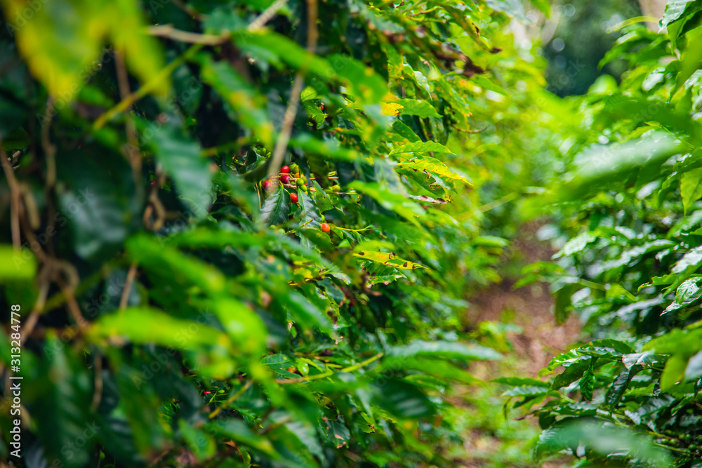 Coffee beans ripening on tree in Costa Rica. Coffee beans ripening on tree in Costa Rica.