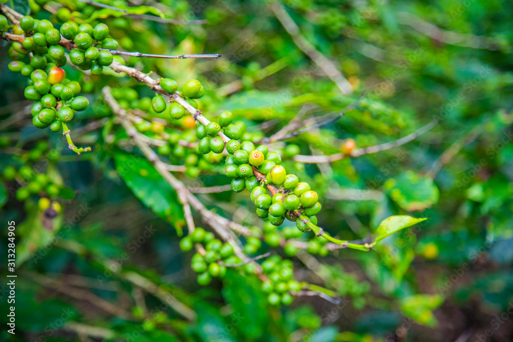 Coffee beans ripening on tree in Costa Rica.