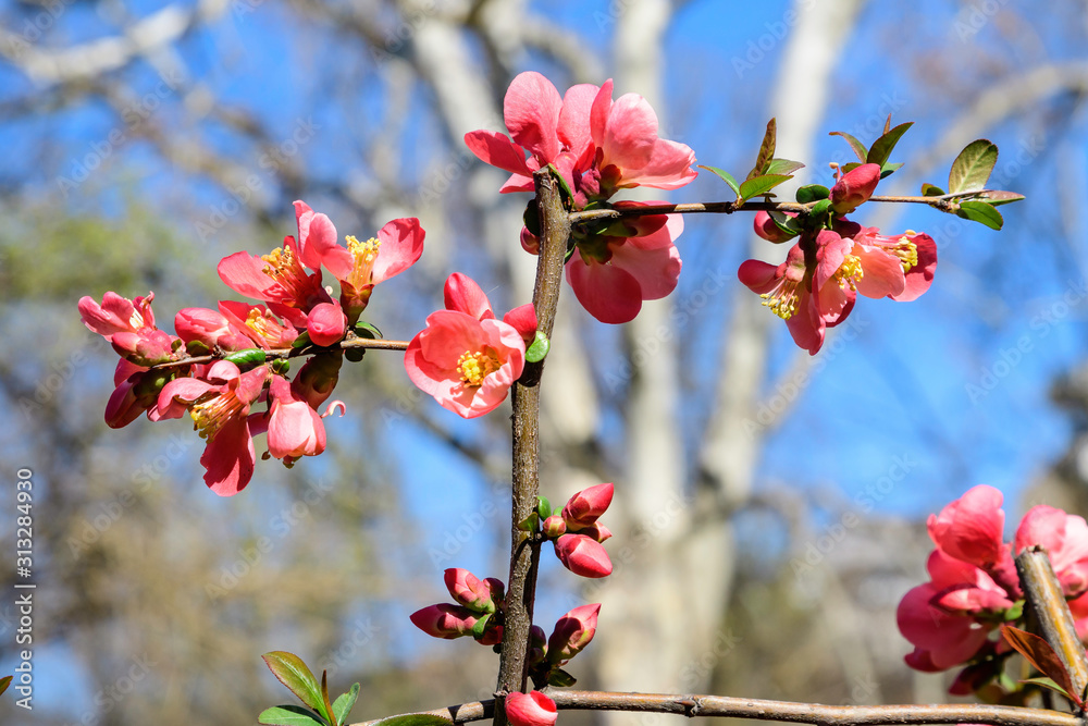 Close up delicate red flowers of Chaenomeles japonica shrub, commonly known as Japanese quince or Maule's quince in a sunny spring garden, beautiful Japanese blossoms floral background, sakura Close up delicate red flowers of Chaenomeles japonica shrub, commonly known as Japanese quince or Maule's quince in a sunny spring garden, beautiful Japanese blossoms floral background, sakura