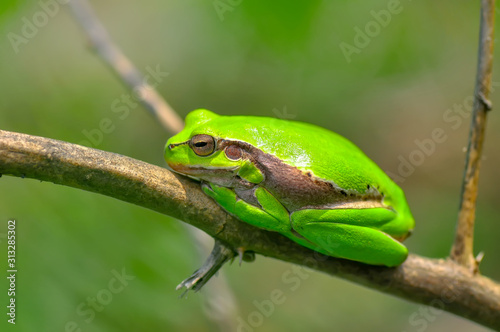 Europaean tree frog Hyla arborea from water onto dry reed-mace leaf in natural background