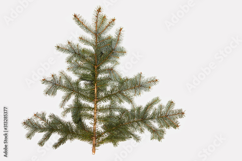Fir or Spruce tree branch isolated on a white background © Liudmila